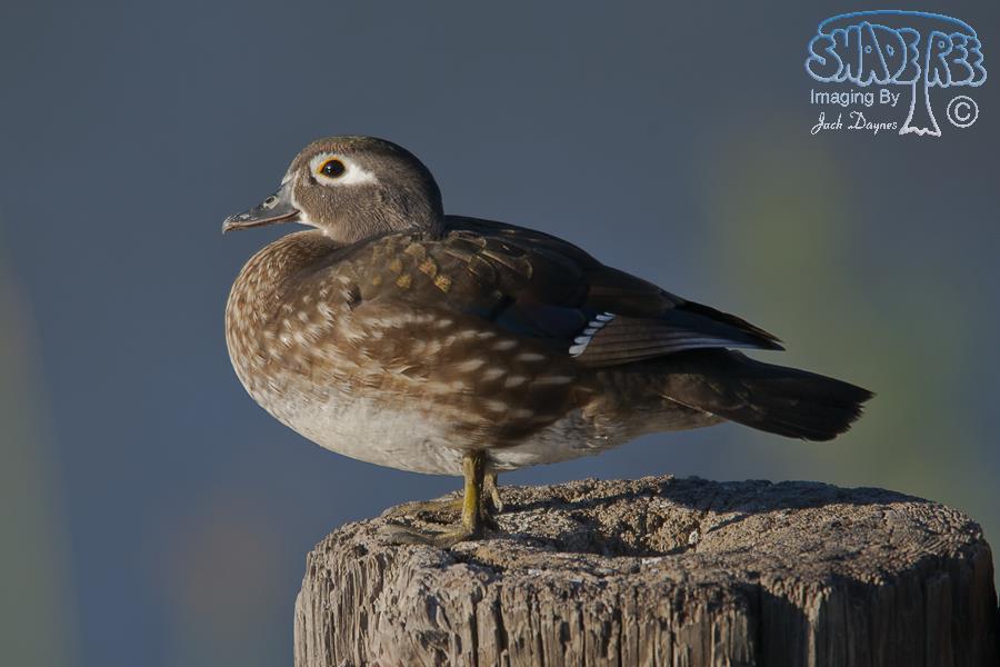 Wood Duck - Aix sponsa