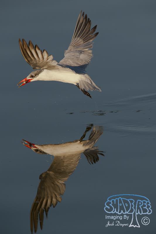 Caspian Tern - Hydroprogne caspia