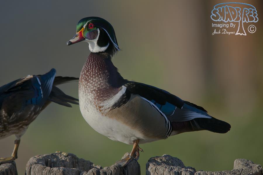 Wood Duck - Aix sponsa