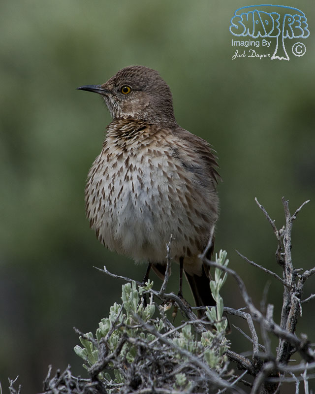 Sage Thrasher - Oreoscoptes montanus