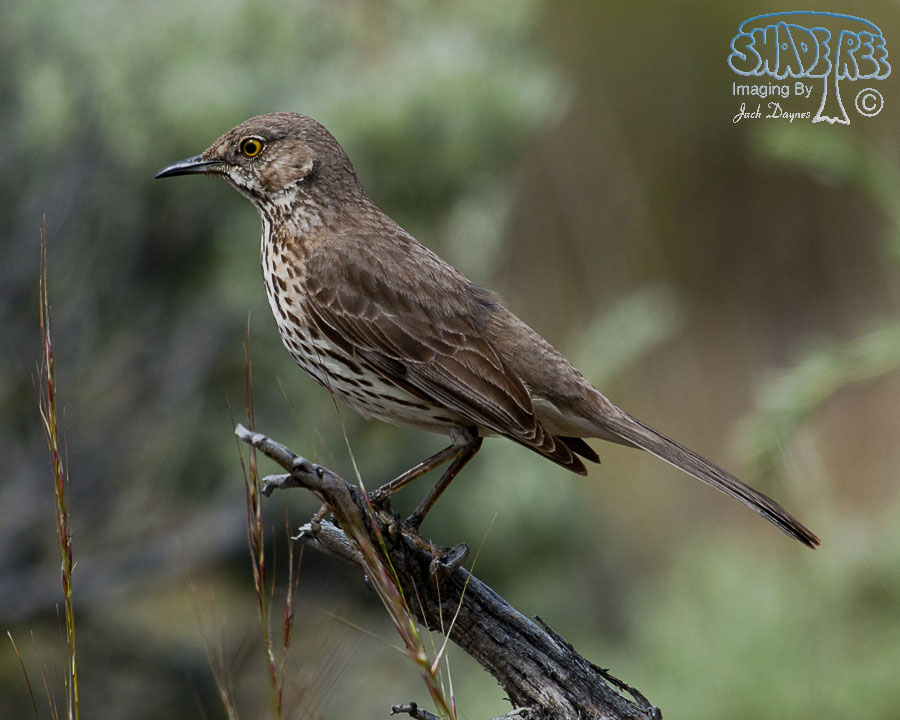 Sage Thrasher - Oreoscoptes montanus