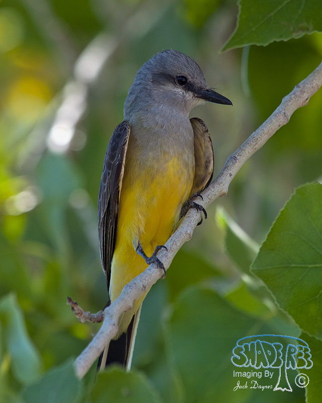 Western Kingbird - Tyrannus verticalis