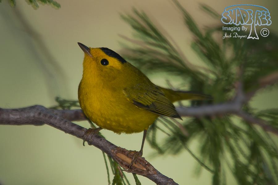 Wilson's Warbler - Cardellina pusilla
