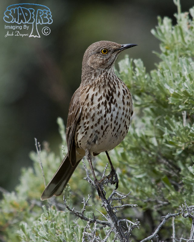 Sage Thrasher - Oreoscoptes montanus