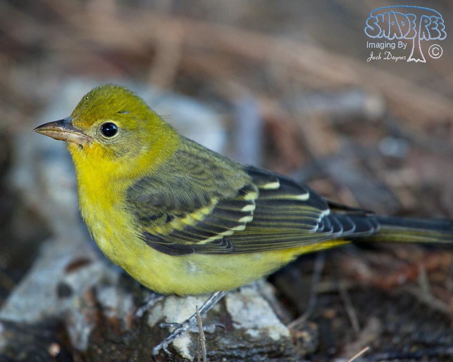 Western Tanager - Piranga ludoviciana