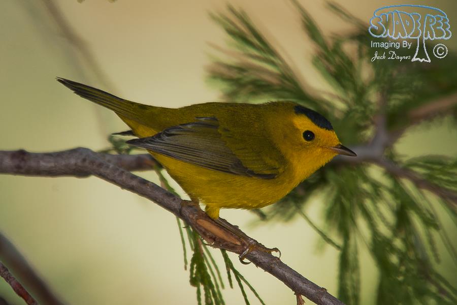 Wilson's Warbler - Wilsonia pusilla