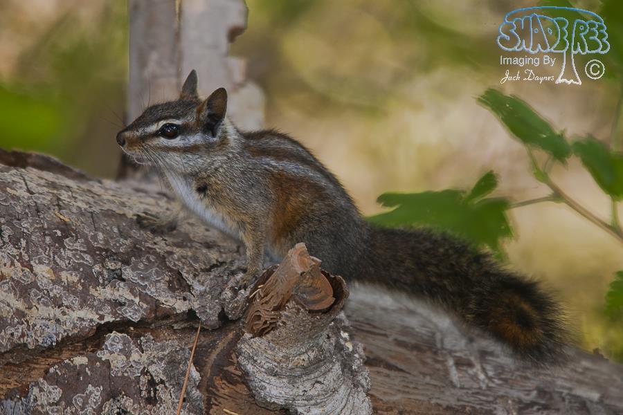 Merriam's Chipmunk - Neotamias merriami