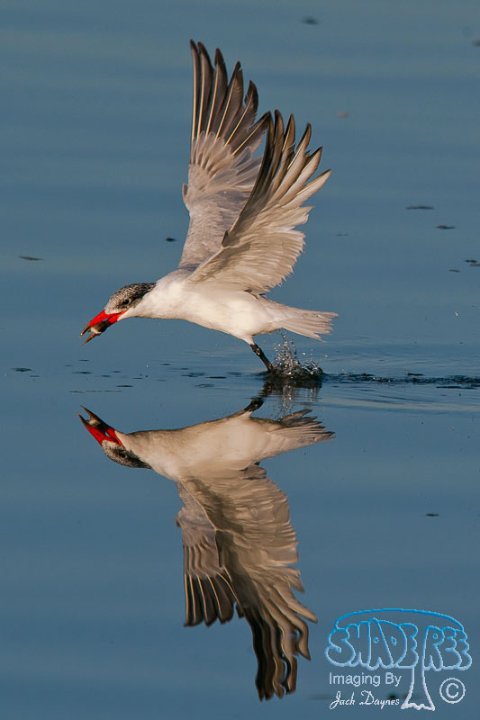 Caspian Tern - Hydroprogne caspia