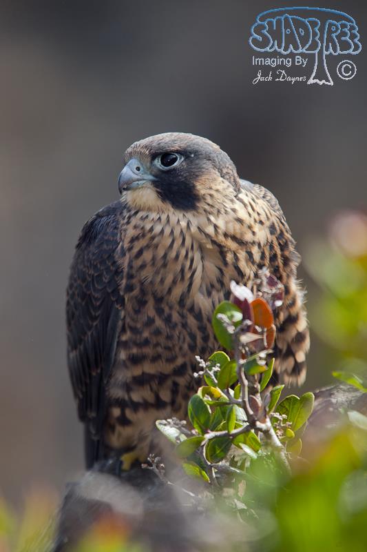 Peregrine Falcon - Falco peregrinus