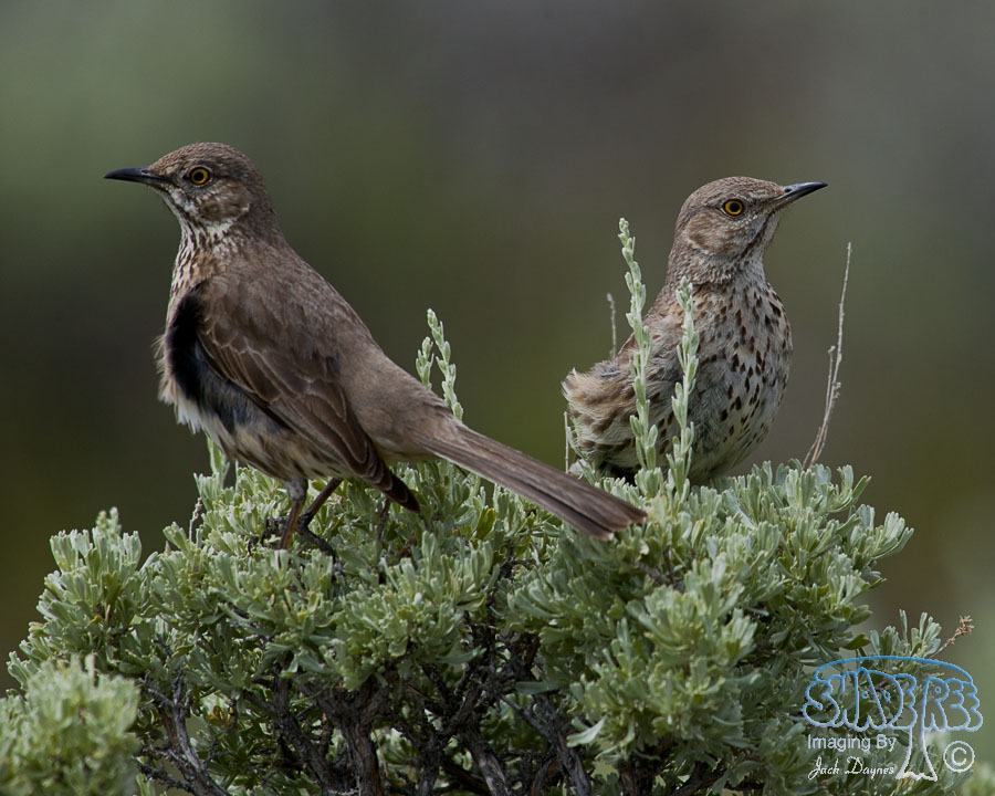 Sage Thrasher - Oreoscoptes montanus