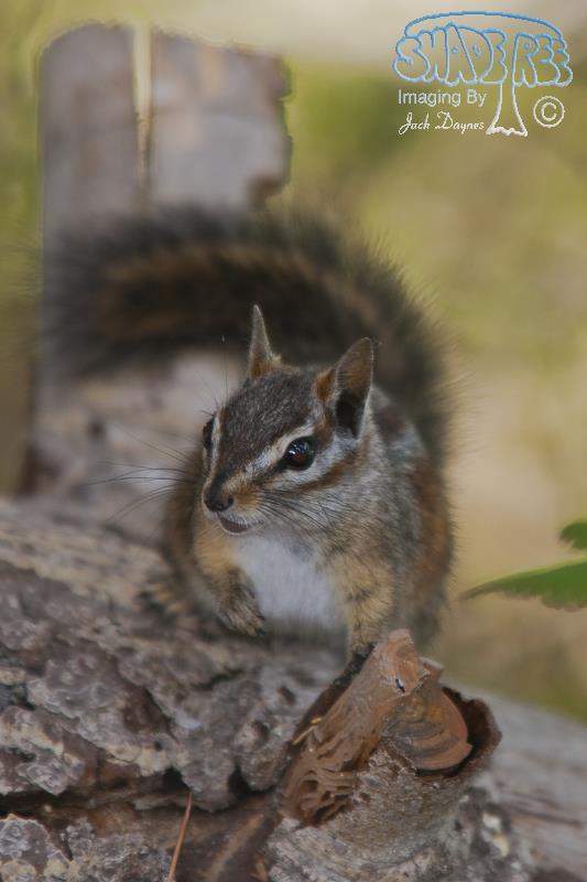 Merriam's Chipmunk - Neotamias merriami