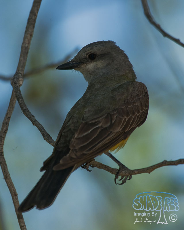 Western Kingbird - Tyrannus verticalis