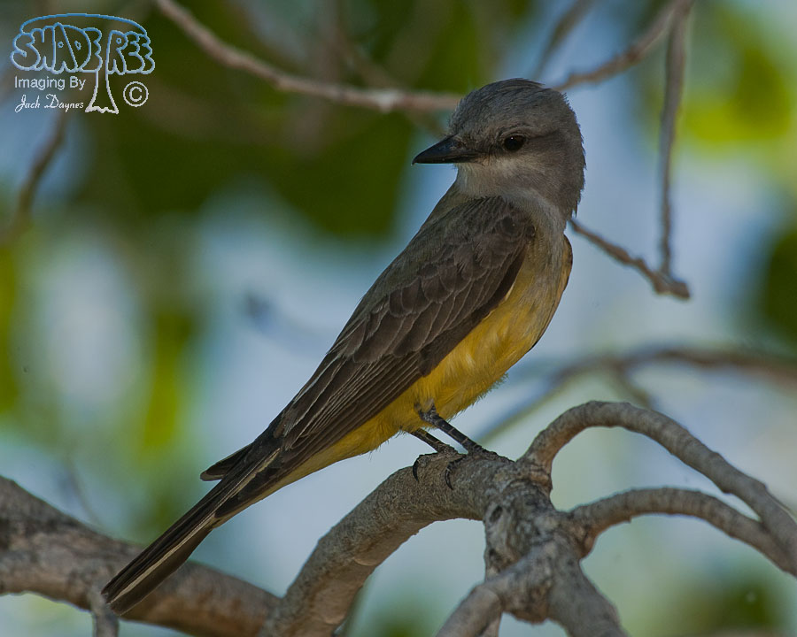 Western Kingbird - Tyrannus verticalis