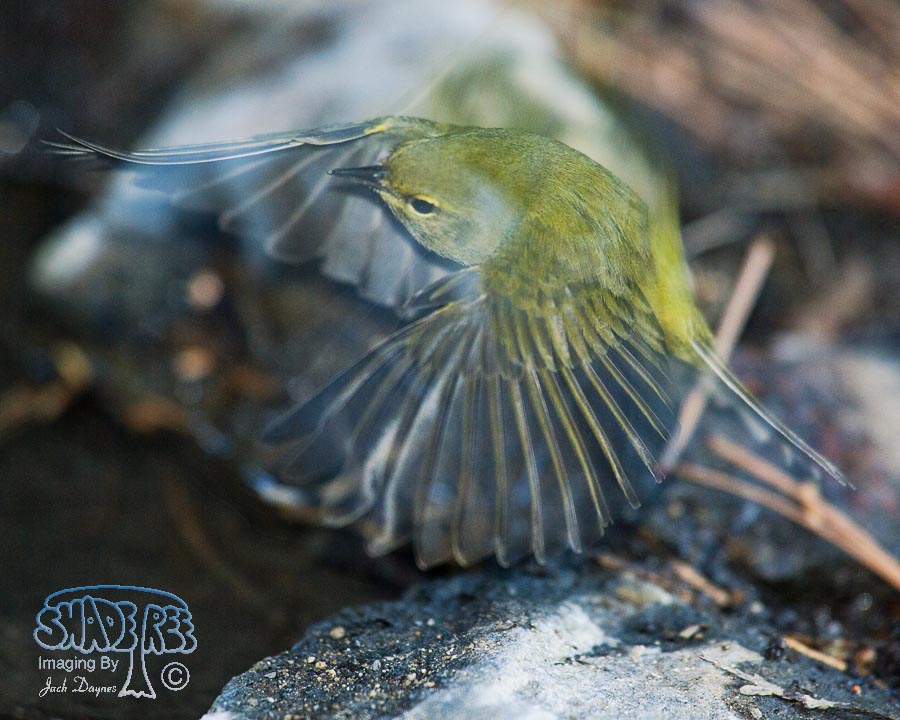Orange-Crowned Warbler - Oreothlypis celata