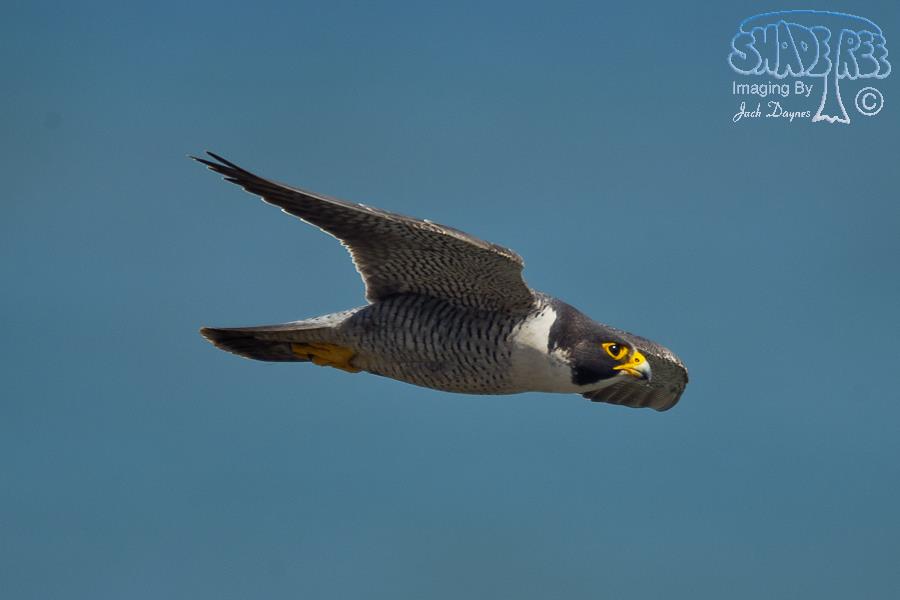 Peregrine Falcon - Falco peregrinus