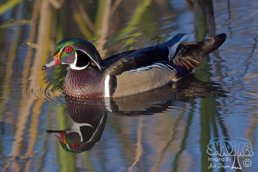 Wood Duck - Aix sponsa