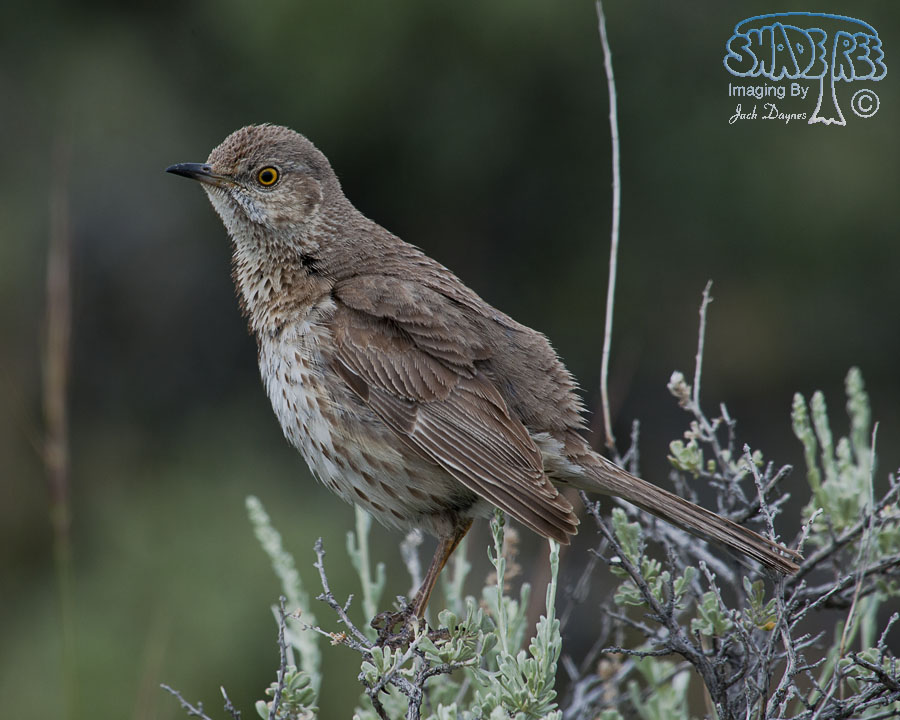 Sage Thrasher - Oreoscoptes montanus
