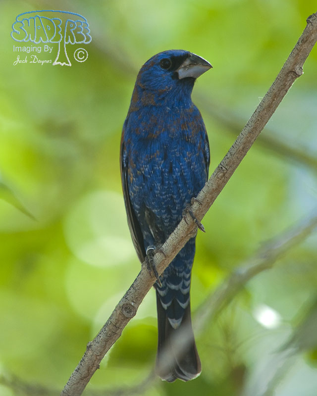 Blue Grosbeak - Passerina caerulea
