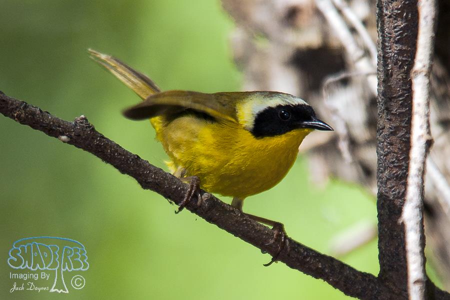 Common Yellowthroat - Geothlypis trichas