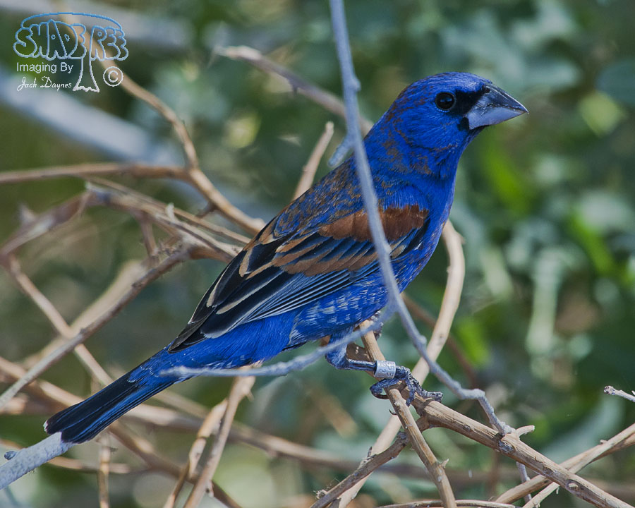 Blue Grosbeak - Passerina caerulea