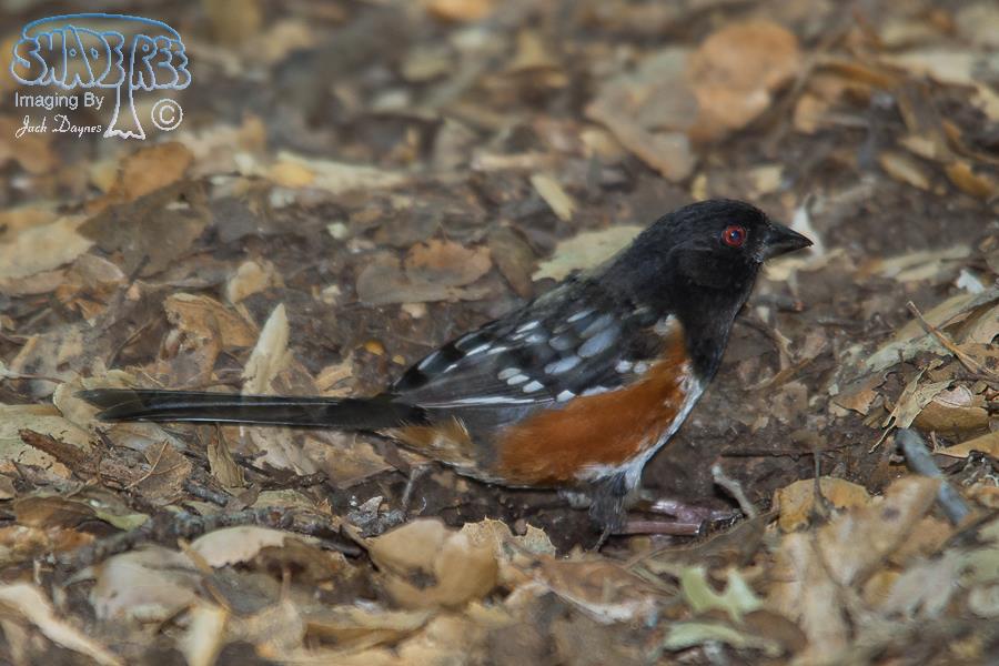 Spotted Towhee - Pipilo maculatus