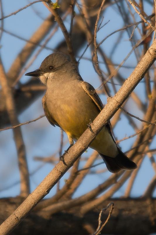 Cassin's Kingbird - Tyrannus vociferans