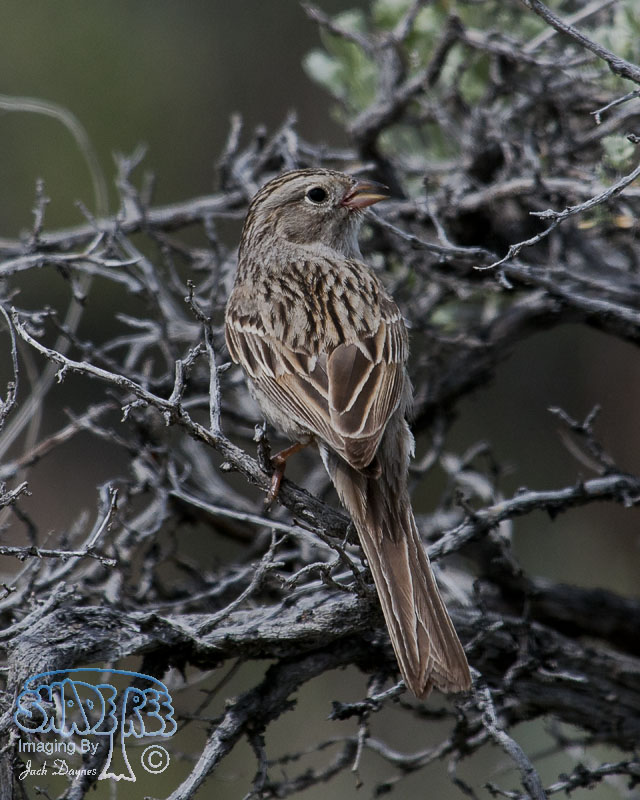 Brewer's Sparrow - Spizella breweri