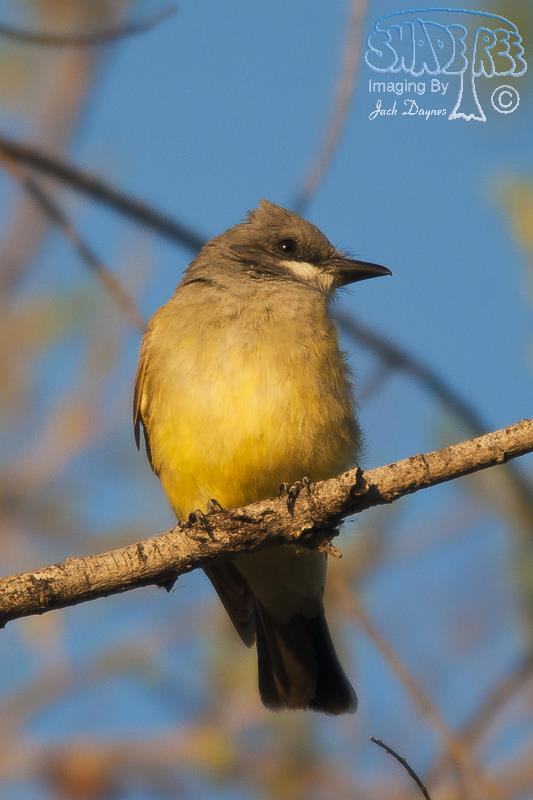 Cassin's Kingbird - Tyrannus vociferans