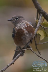 2019-09-23 Juvenile and Sub-Adult Birds