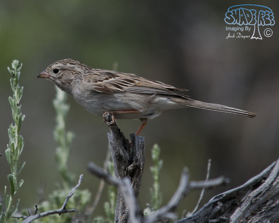 Brewer's Sparrow - Spizella breweri