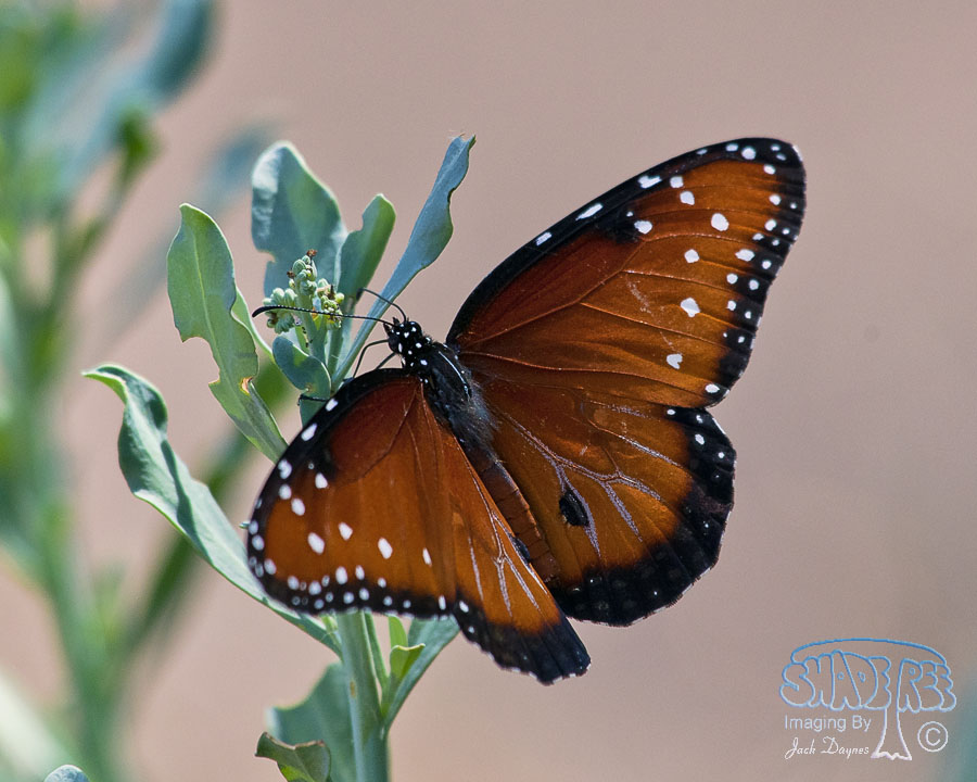 Queen Butterfly - Danaus gilippus