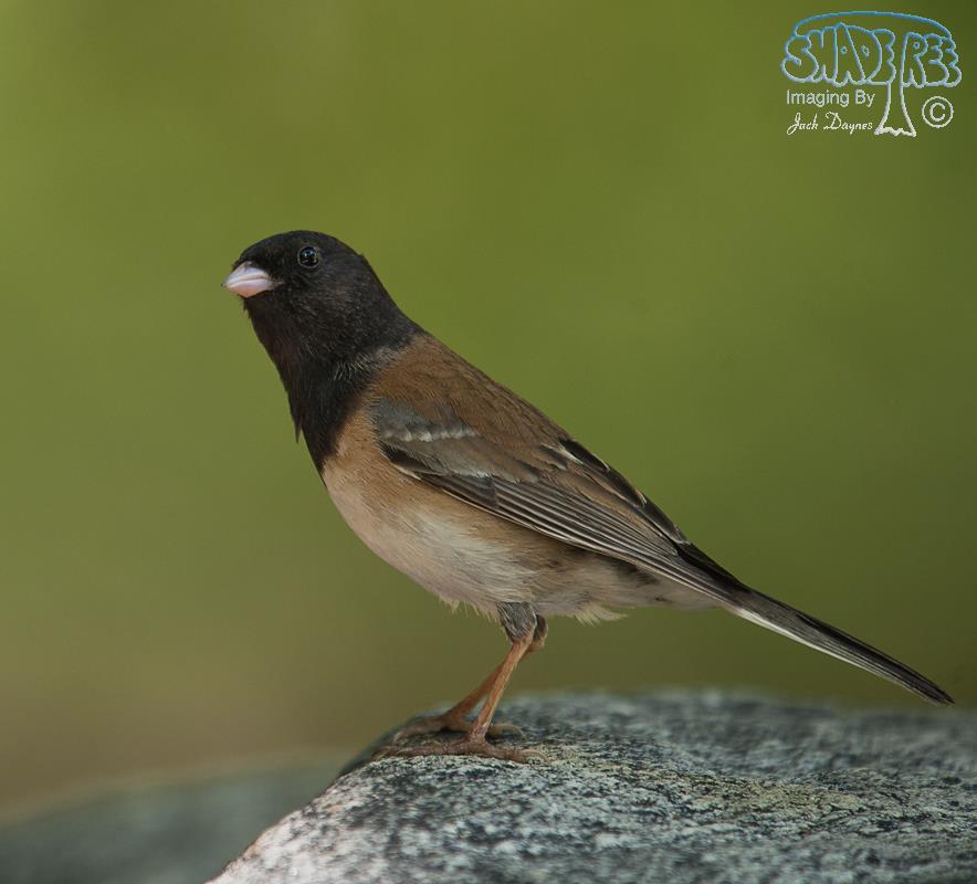 Dark-Eyed Junco - Junco hyemalis