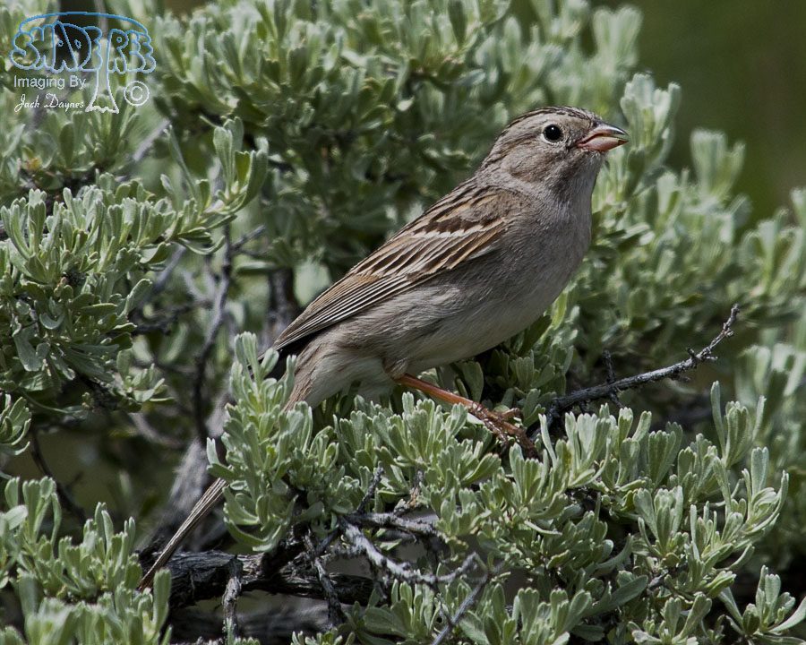 Brewer's Sparrow - Spizella breweri