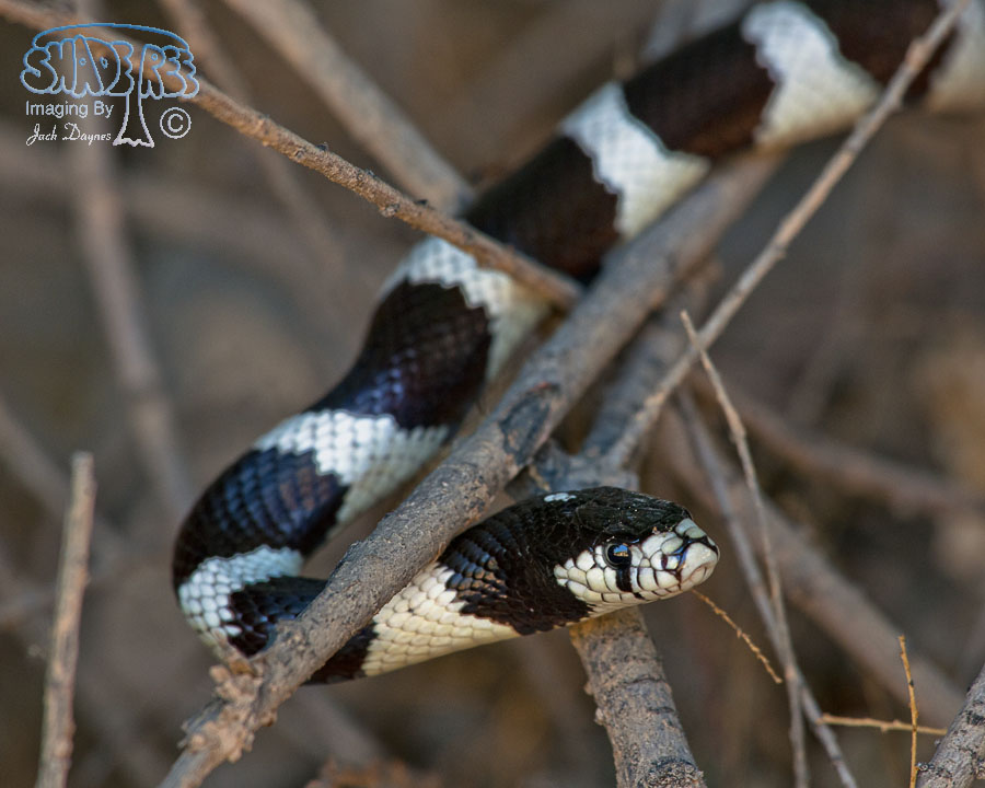California Kingsnake - Lampropeltis getula californiae