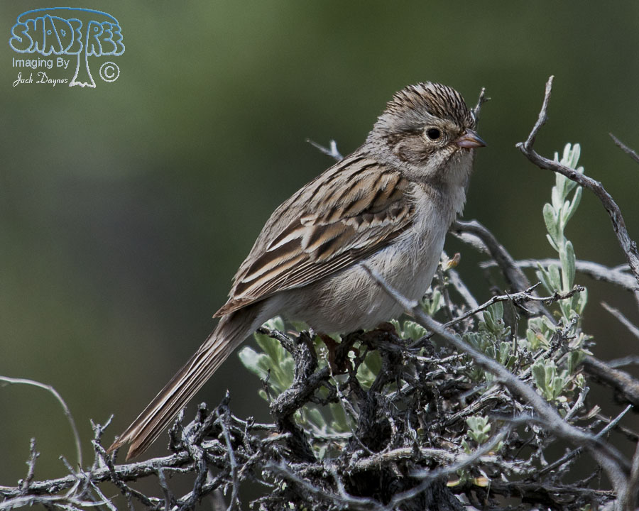 Brewer's Sparrow - Spizella breweri