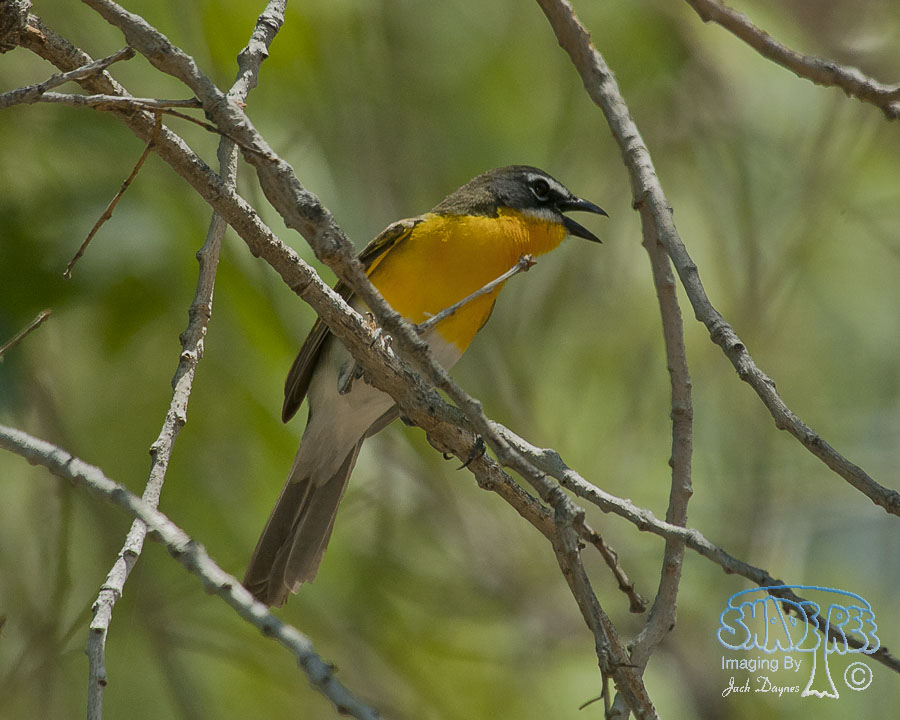 Yellow-Breasted Chat - Icteria virens