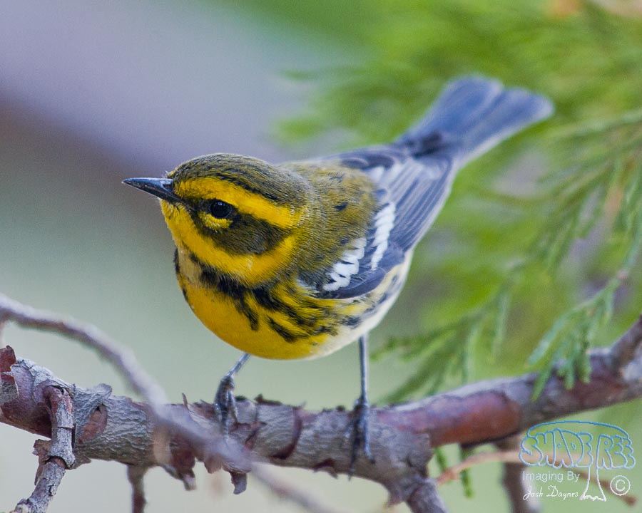 Townsend's Warbler - Setophaga townsendi