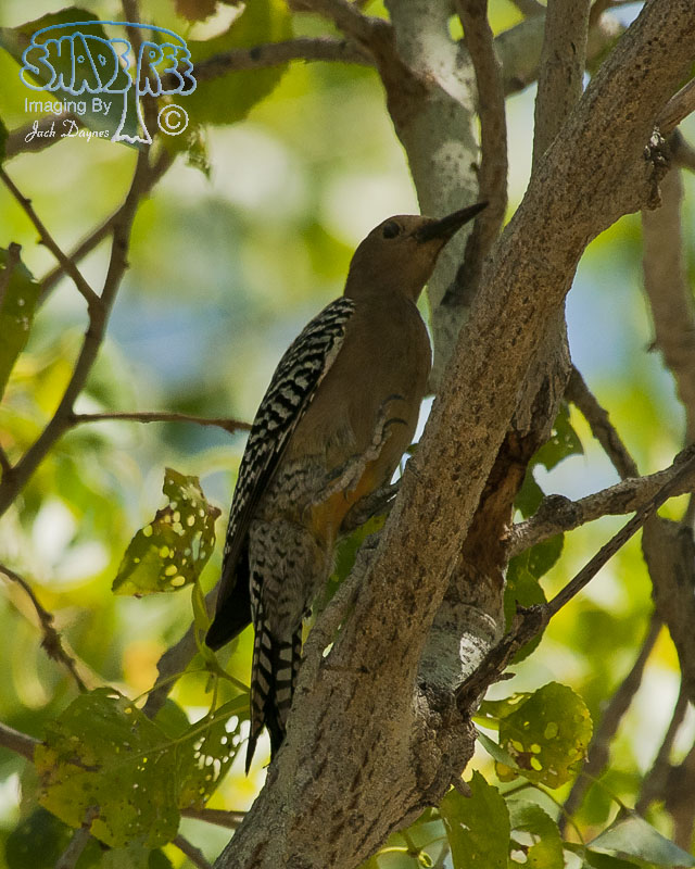 Gila Woodpecker - Melanerpes uropygialis