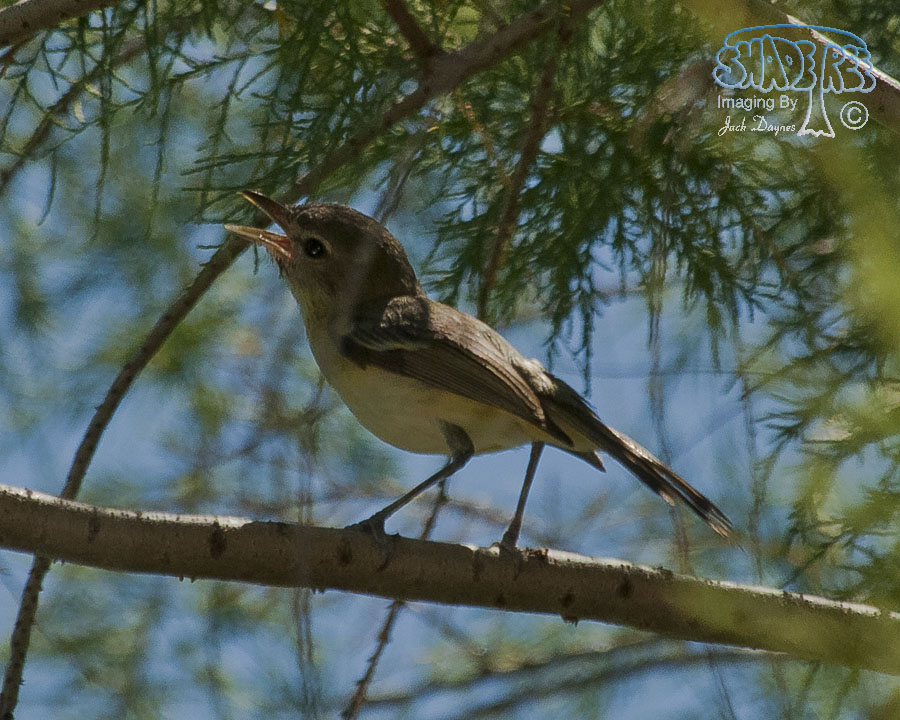 Bell's Vireo - Vireo bellii