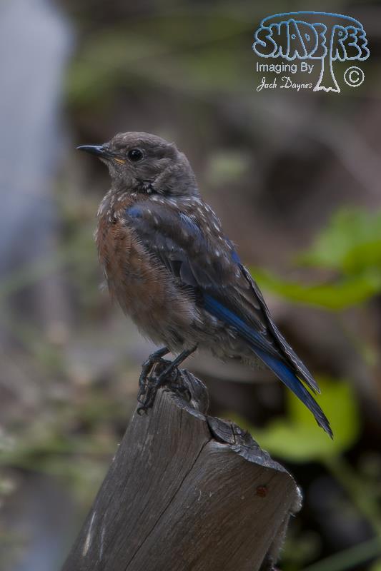 Western Bluebird - Sialia mexicana