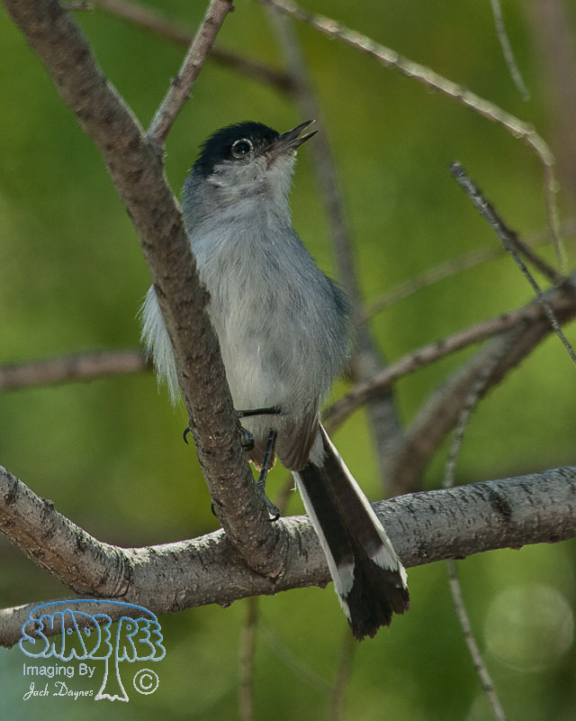 Black-Tailed Gnatcatcher - Polioptila melanura