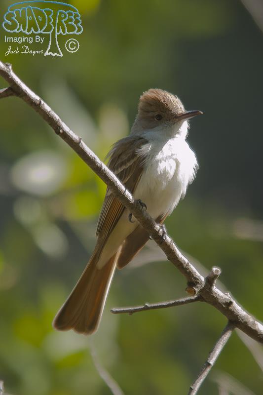 Ash-Throated Flycatcher - Myiarchus cinerascens