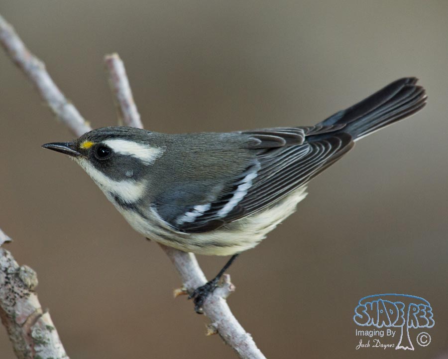 Black-Throated Gray Warbler - Dendroica nigrescens