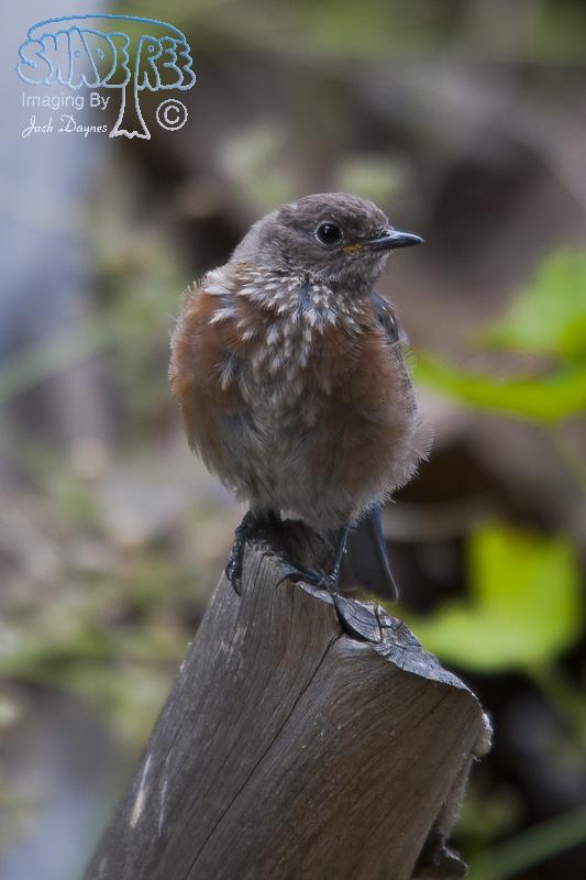 Western Bluebird - Sialia mexicana
