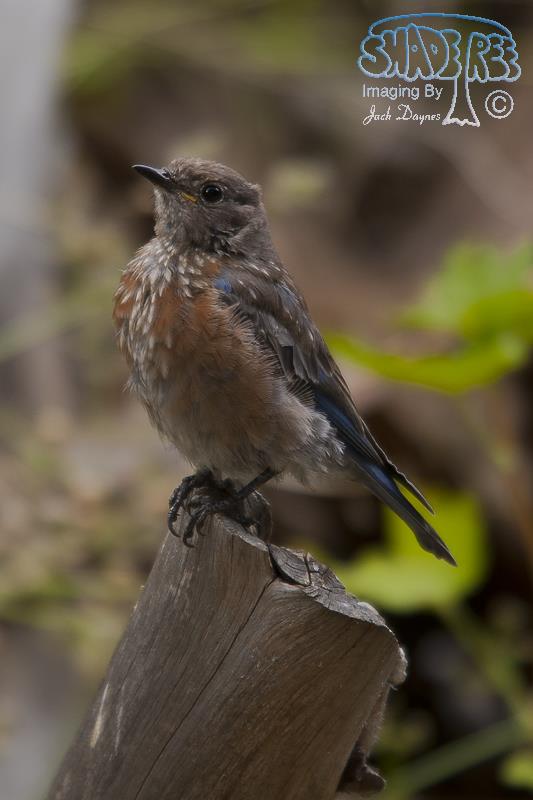Western Bluebird - Sialia mexicana