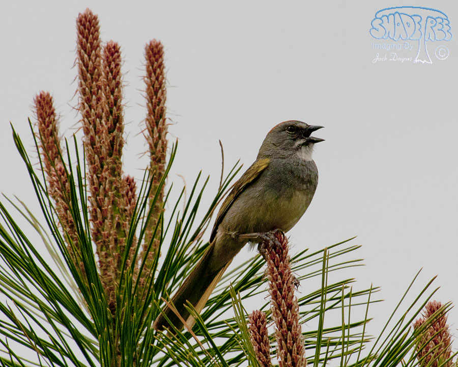 Green-Tailed Towhee - Pipilo chlorurus