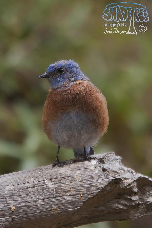 Western Bluebird - Sialia mexicana