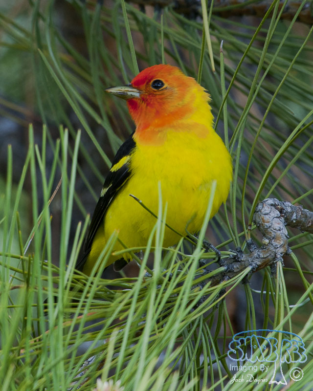 Western Tanager - Piranga ludoviciana