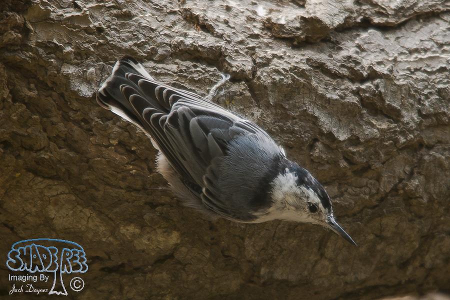 White-Breasted Nuthatch - Sitta carolinensis