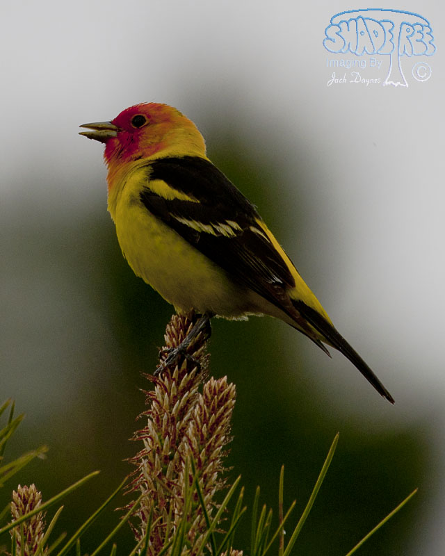 Western Tanager - Piranga ludoviciana